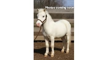  Pony 40"