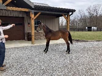 Morgan Filly