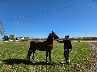 Horse Mare