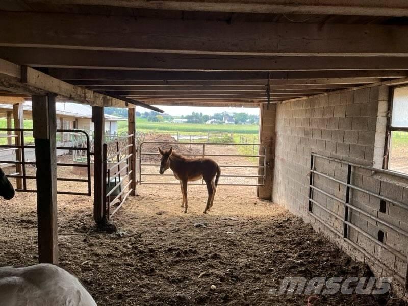  Mule Colt Други машини за животновъдство и аксесоари