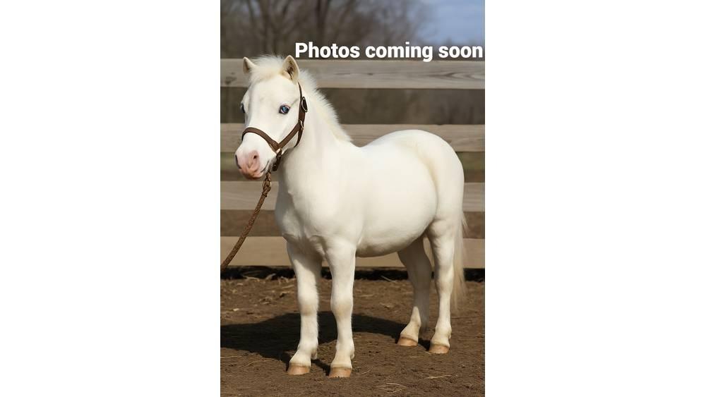  Pony 40" Доилни машини
