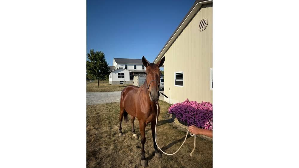  Horse Standardbred Други машини за животновъдство и аксесоари