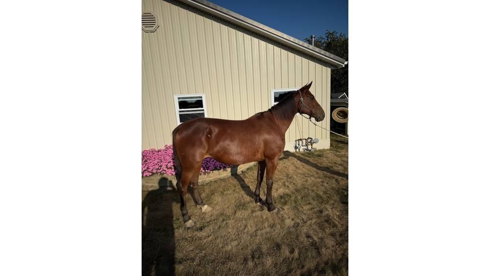  Horse Standardbred Други машини за животновъдство и аксесоари