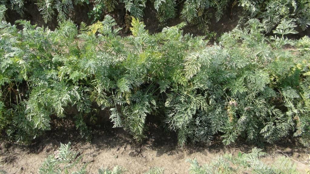 Weringen  WPS Машини за прецизно сеене