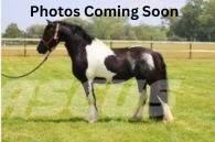  Horse Standardbred Други машини за животновъдство и аксесоари
