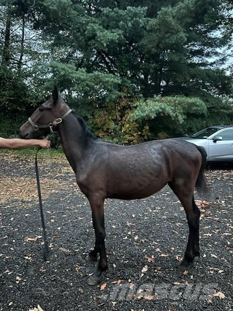  Horse Standardbred Други машини за животновъдство и аксесоари