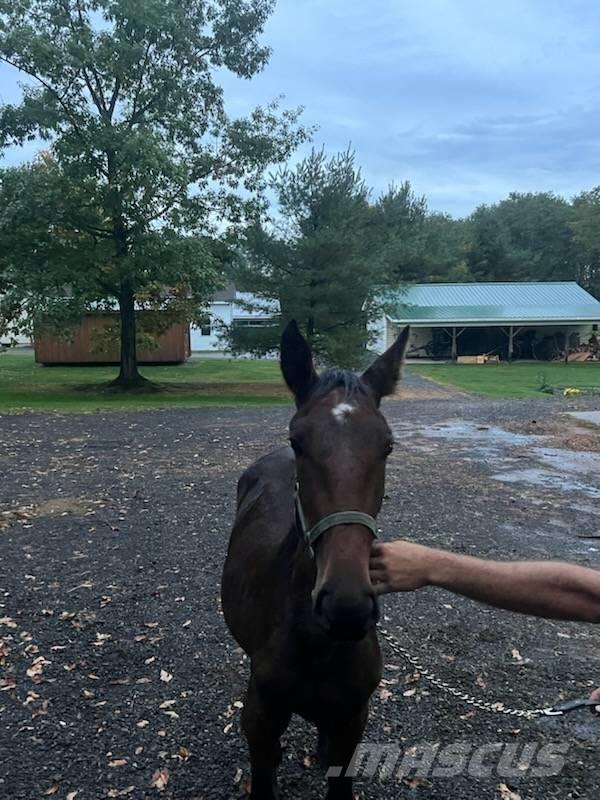  Horse Standardbred Други машини за животновъдство и аксесоари