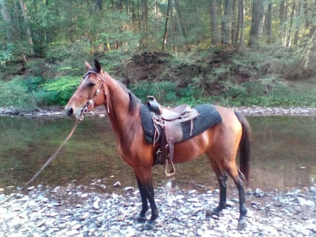 Morgan Mare Други машини за животновъдство и аксесоари