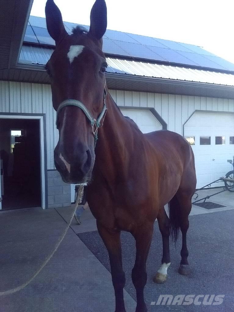  Standardbred Gelding Доилни машини