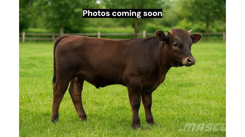 Bull (Organic Farm) Доилни машини