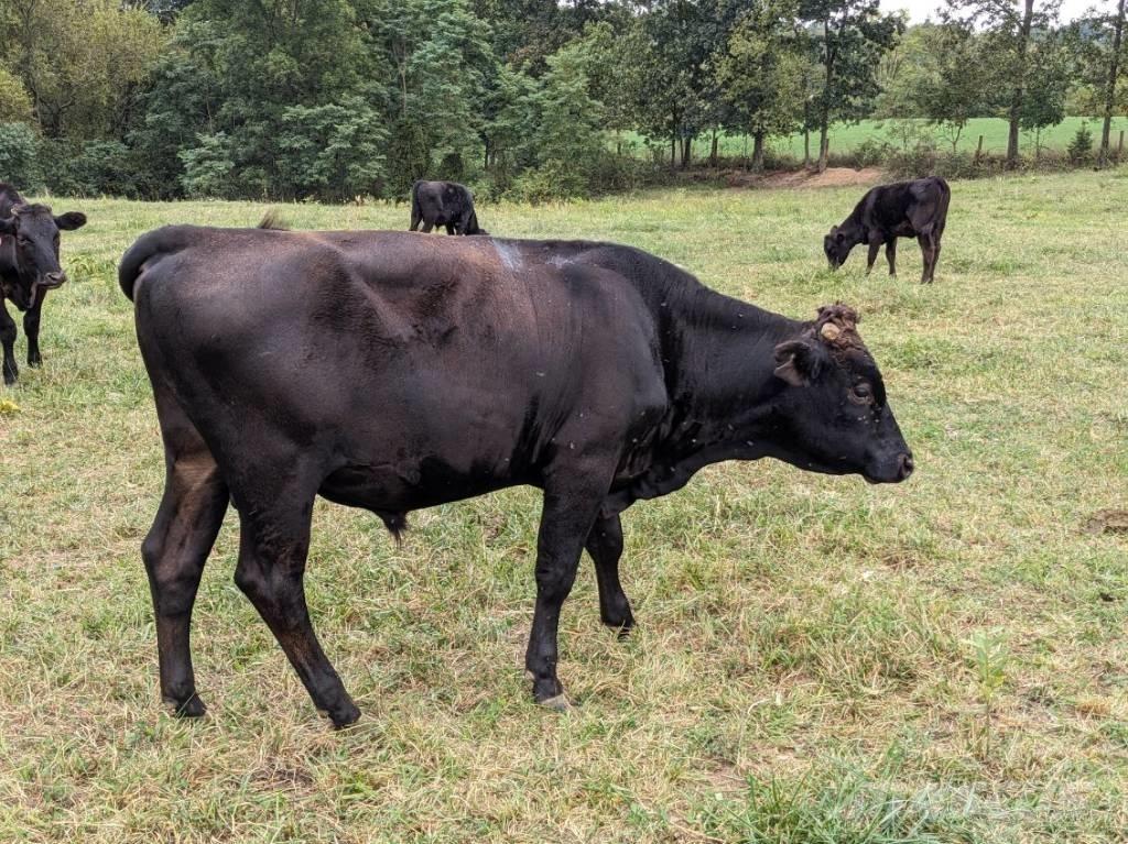 Bull (Organic Farm) Доилни машини