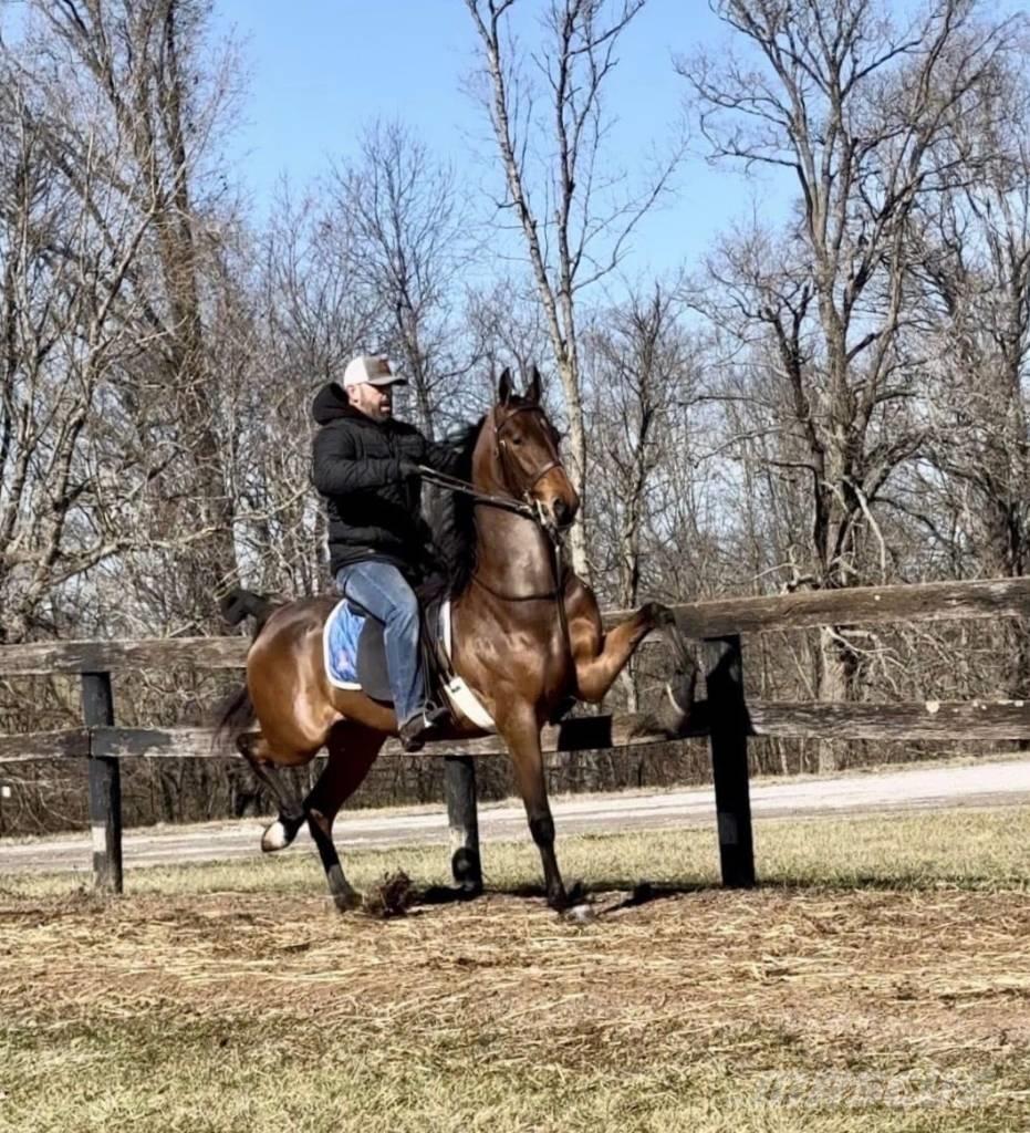  Horse Saddlebred Други машини за животновъдство и аксесоари