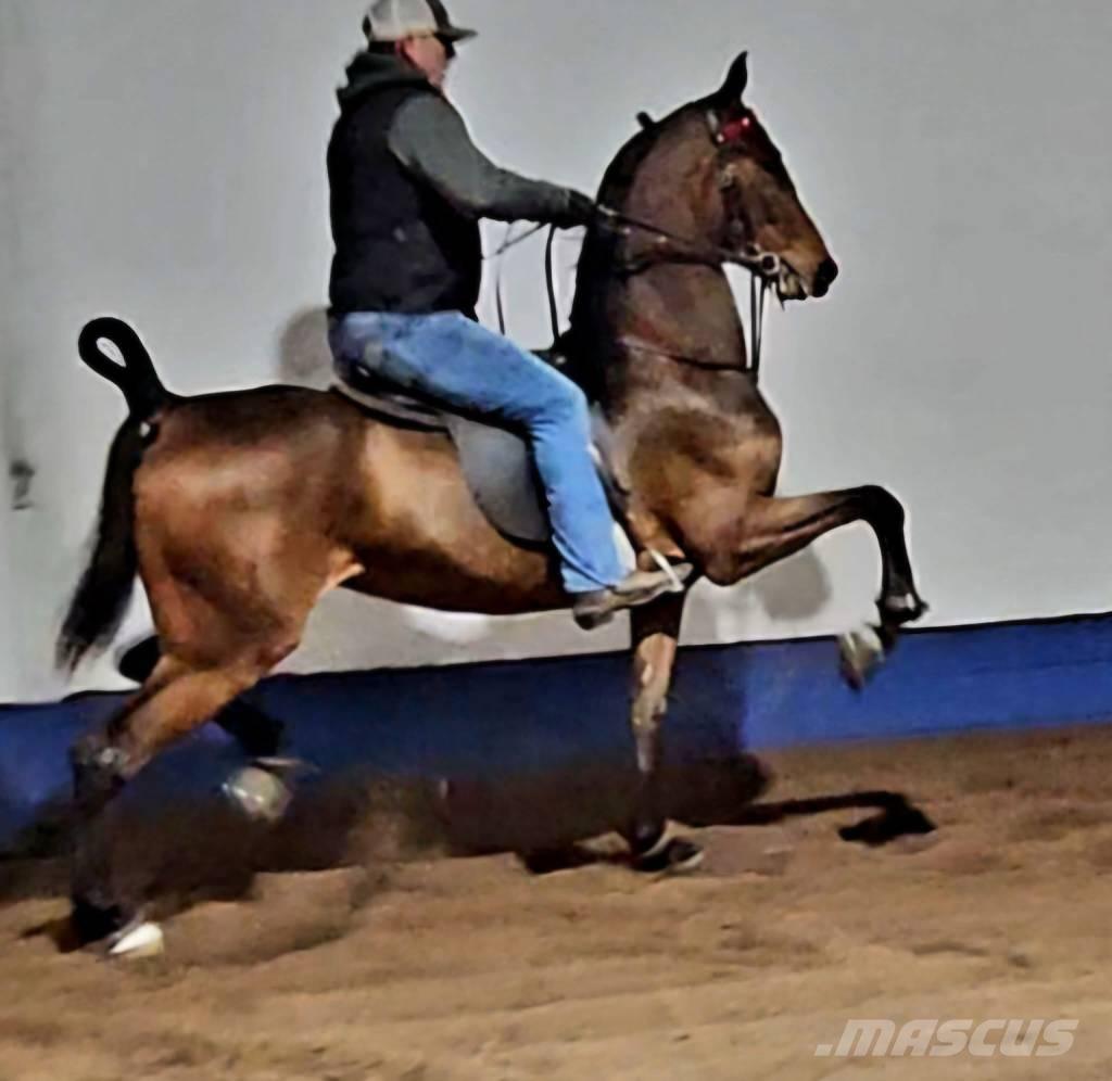  Horse Saddlebred Други машини за животновъдство и аксесоари