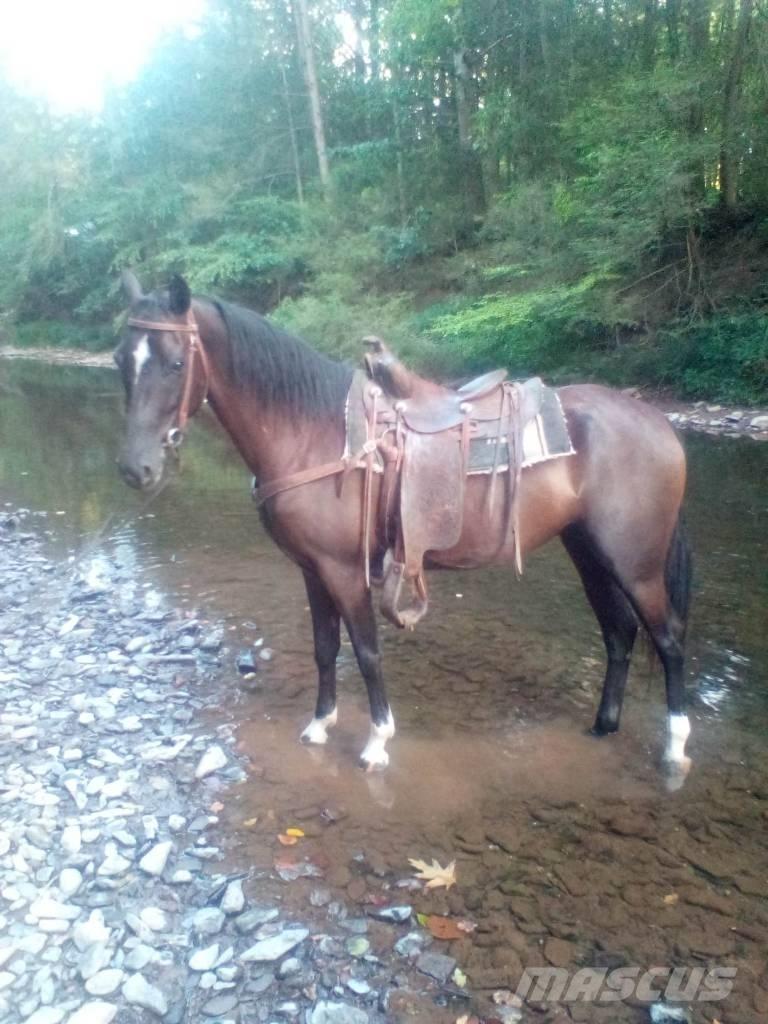  Horse Standaredbred Други машини за животновъдство и аксесоари