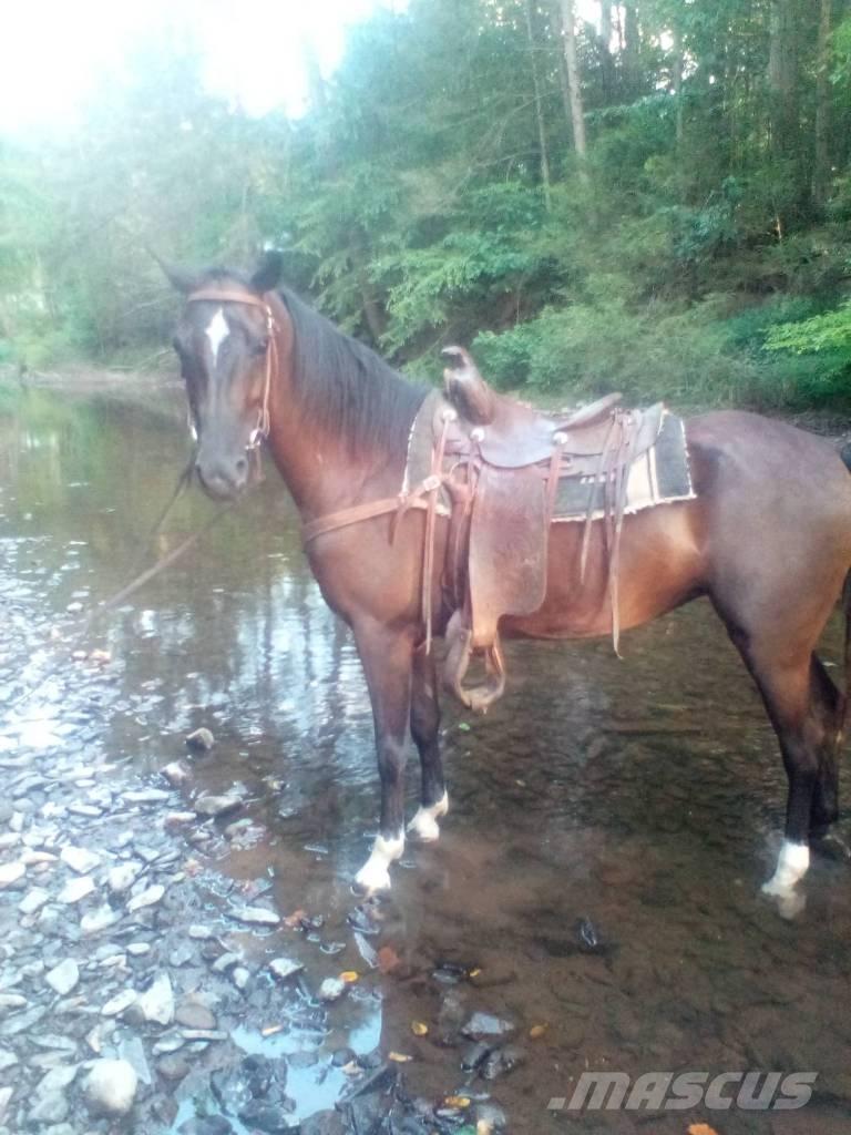  Horse Standaredbred Други машини за животновъдство и аксесоари