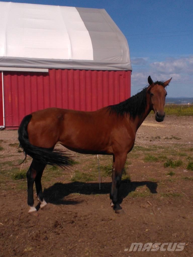  Horse Family Други машини за животновъдство и аксесоари
