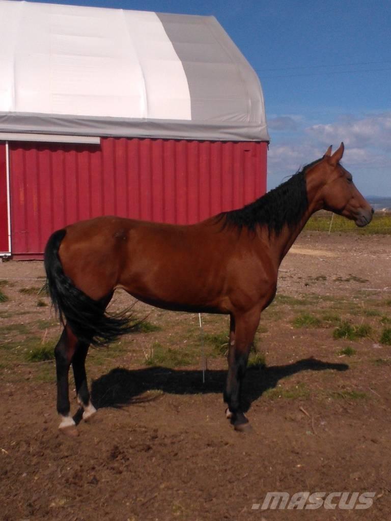  Horse Family Други машини за животновъдство и аксесоари
