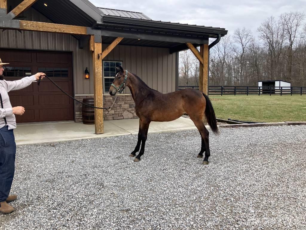 Morgan Filly Други аксесоари за трактори