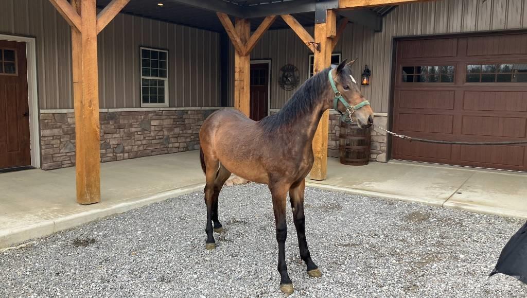 Morgan Filly Други аксесоари за трактори