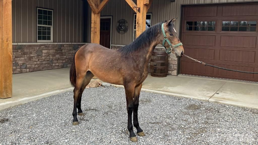 Morgan Filly Други аксесоари за трактори