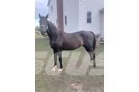  Horse Mare Други машини за животновъдство и аксесоари