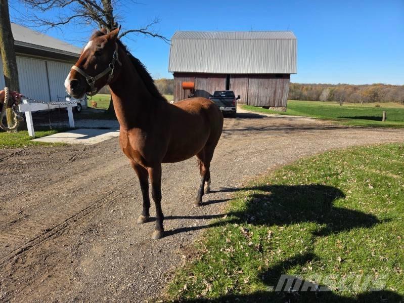  Horse Mare Други машини за животновъдство и аксесоари