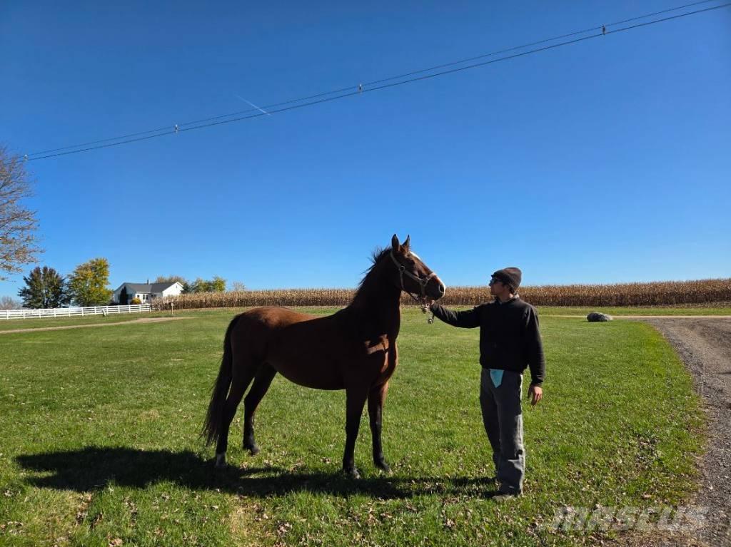  Horse Mare Други машини за животновъдство и аксесоари