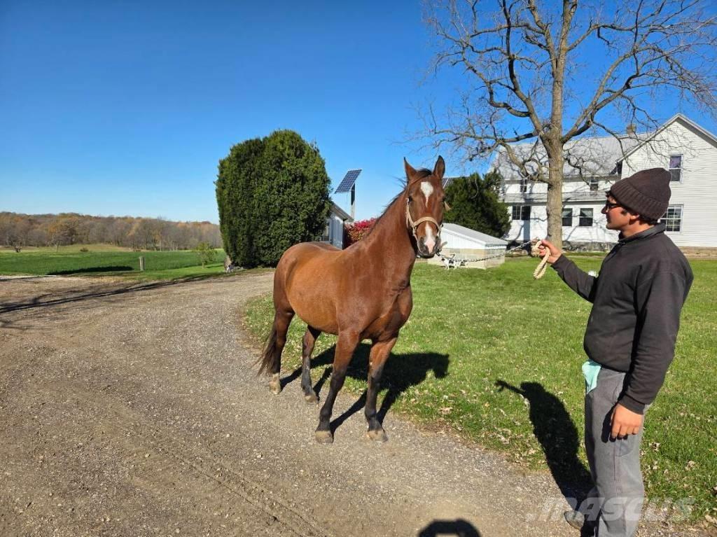  Horse Mare Други машини за животновъдство и аксесоари