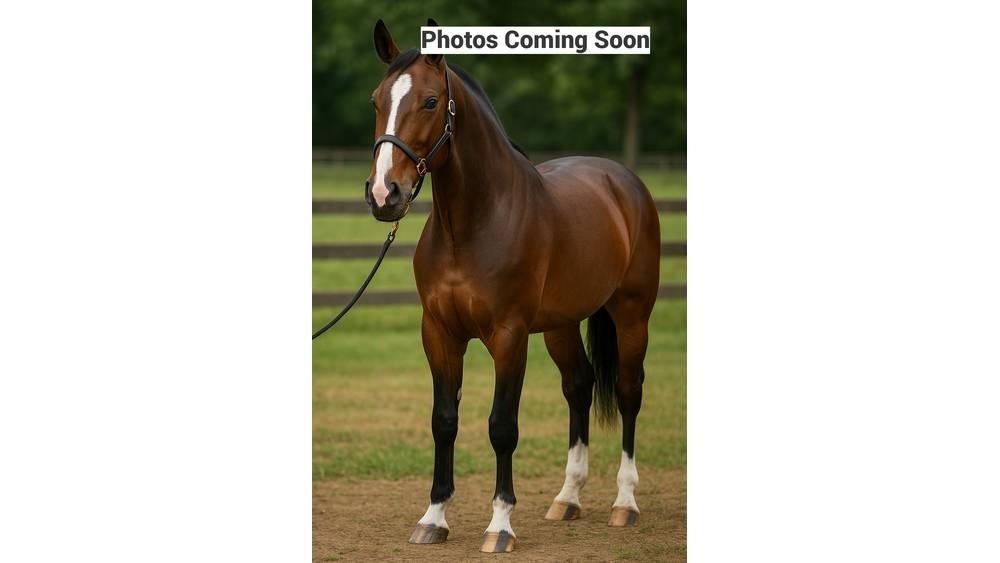  Horse Standardbred Други машини за животновъдство и аксесоари