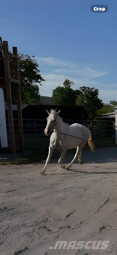  Horse Mare Други машини за животновъдство и аксесоари