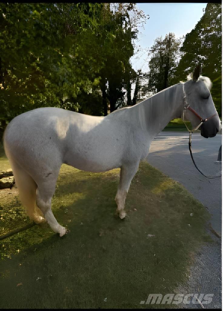  Horse Mare Други машини за животновъдство и аксесоари