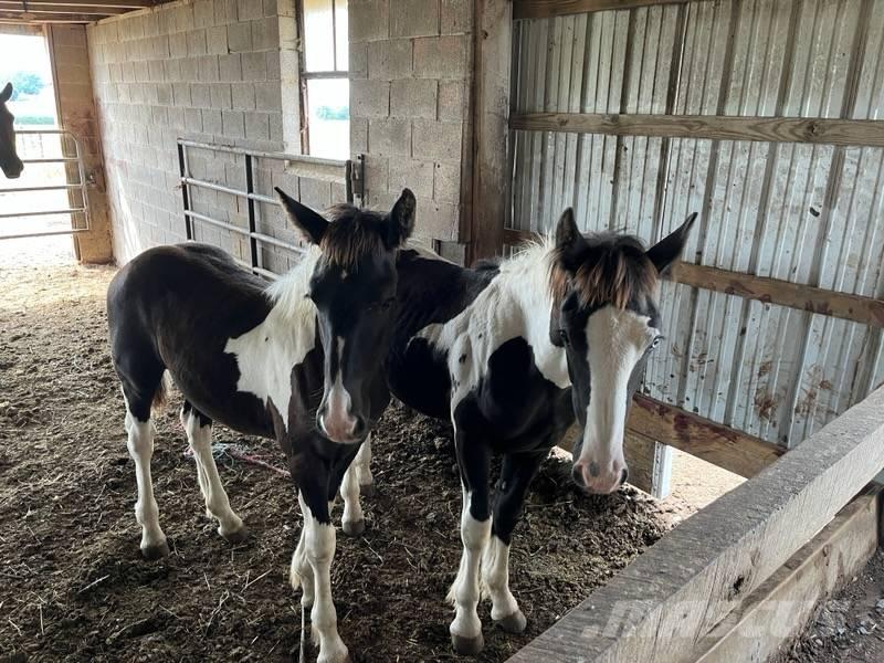  Horse Male Други машини за животновъдство и аксесоари