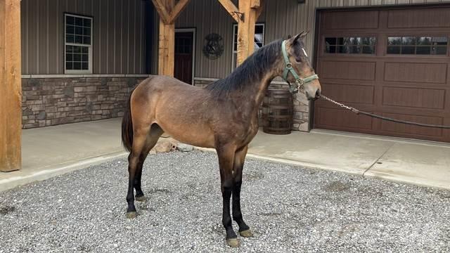 Morgan Filly Строителство - Други